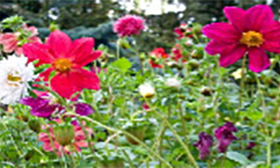 Bin im Garten