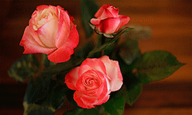… und finde eine Rose als Stütze
